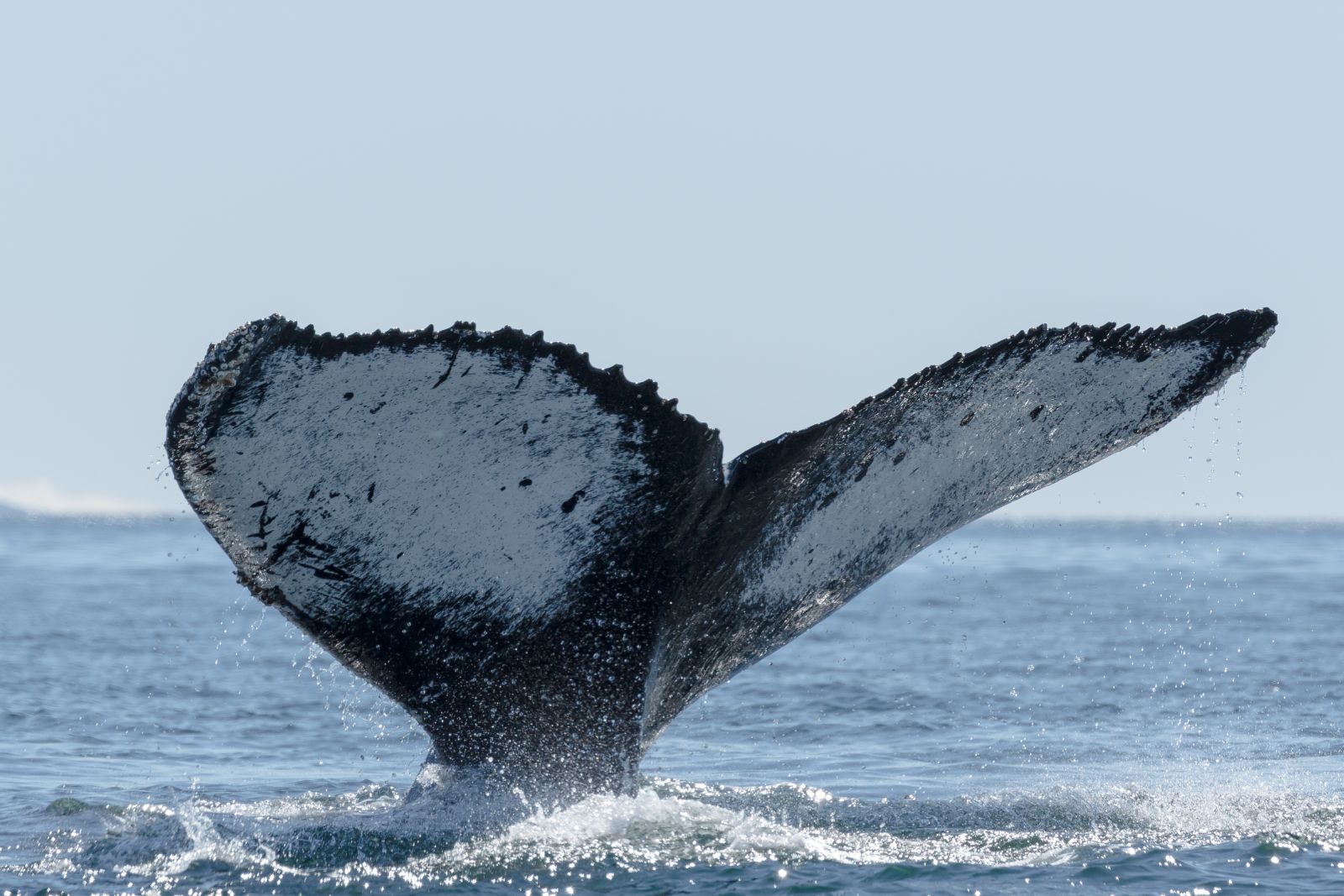 Whale seen by guests on an Antarctica 21 cruise