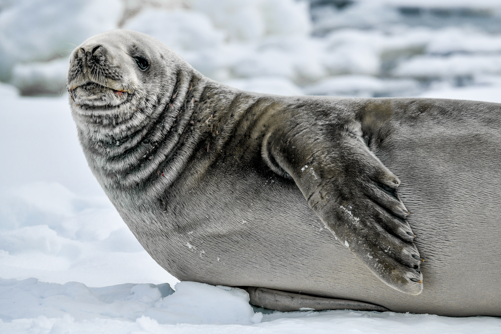 Close up of an Arctic seal spotted from Ponant's Le Boreal cruise ship