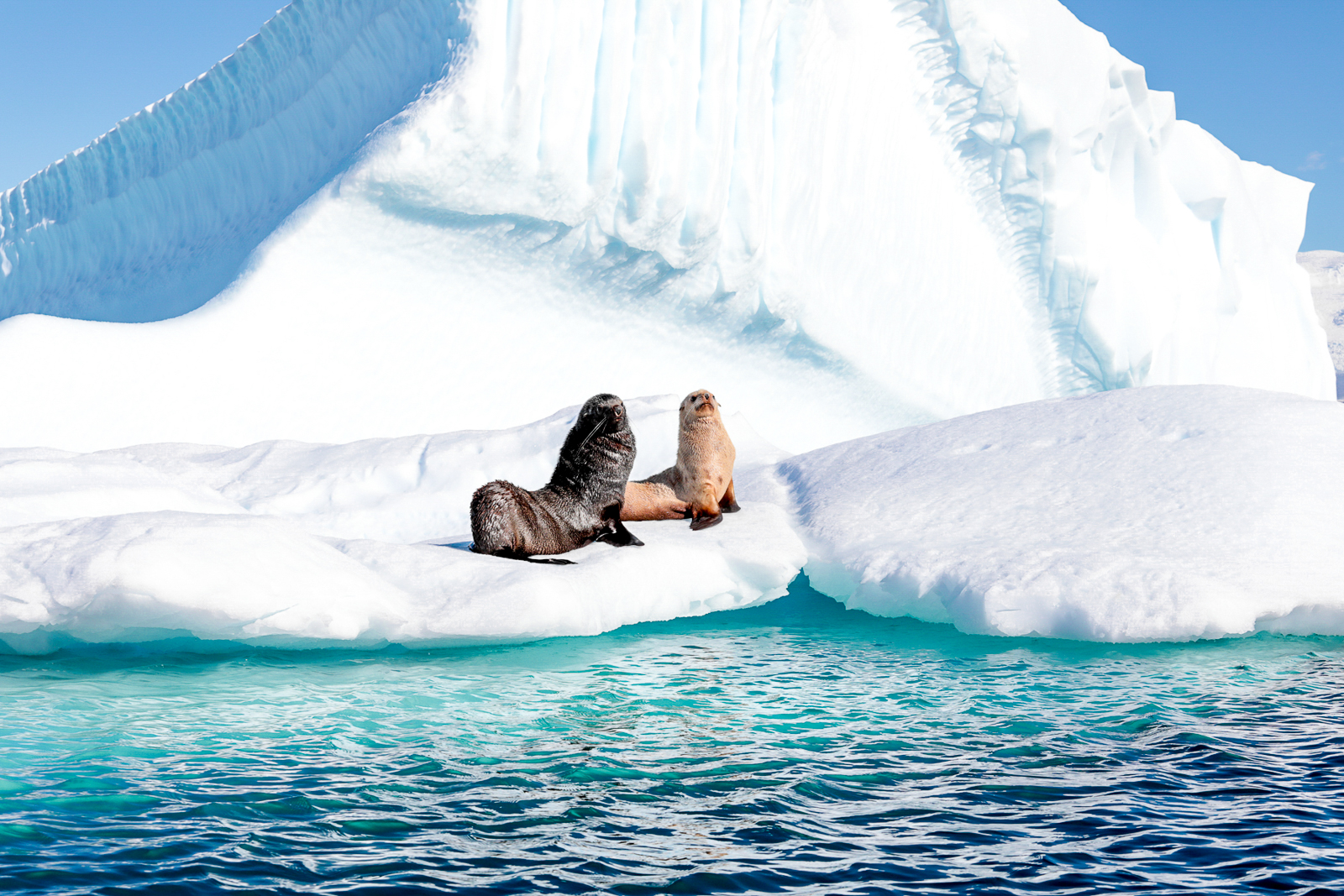 Antarctic seals on an iceberg spotted from Ponant's Le Boreal cruise ship
