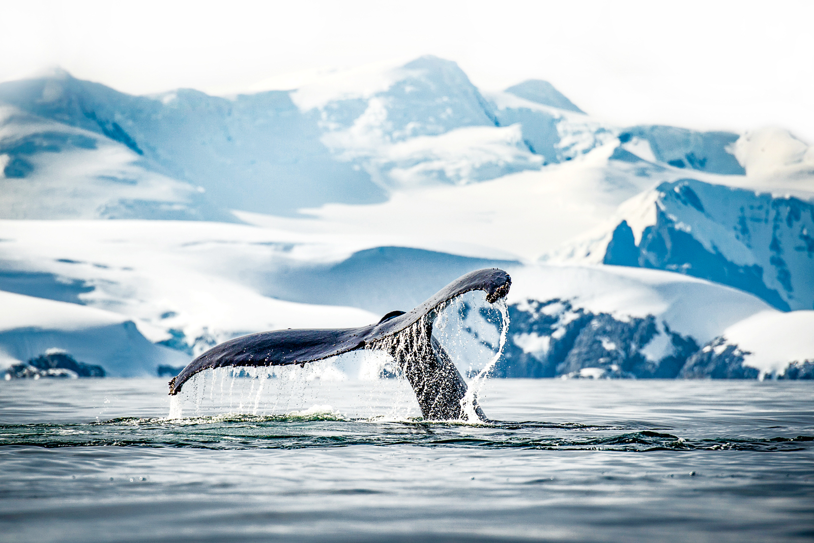 A whale breaching in the Antarctic spotted from Ponant's Le Boreal cruise ship
