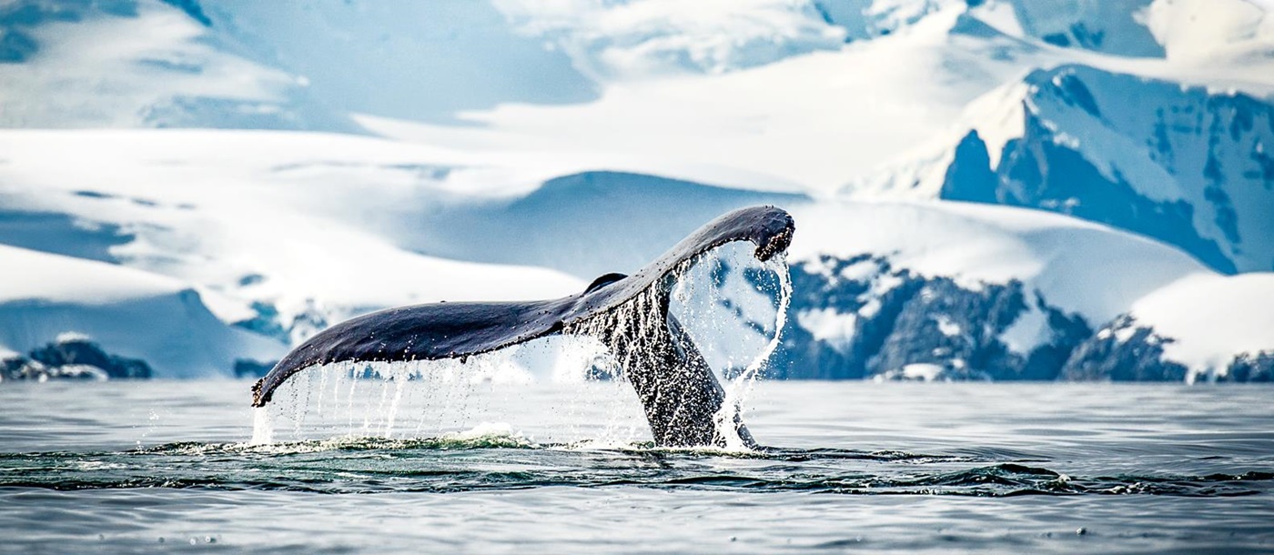 A whale breaching in the Antarctic spotted from Ponant's Le Boreal cruise ship