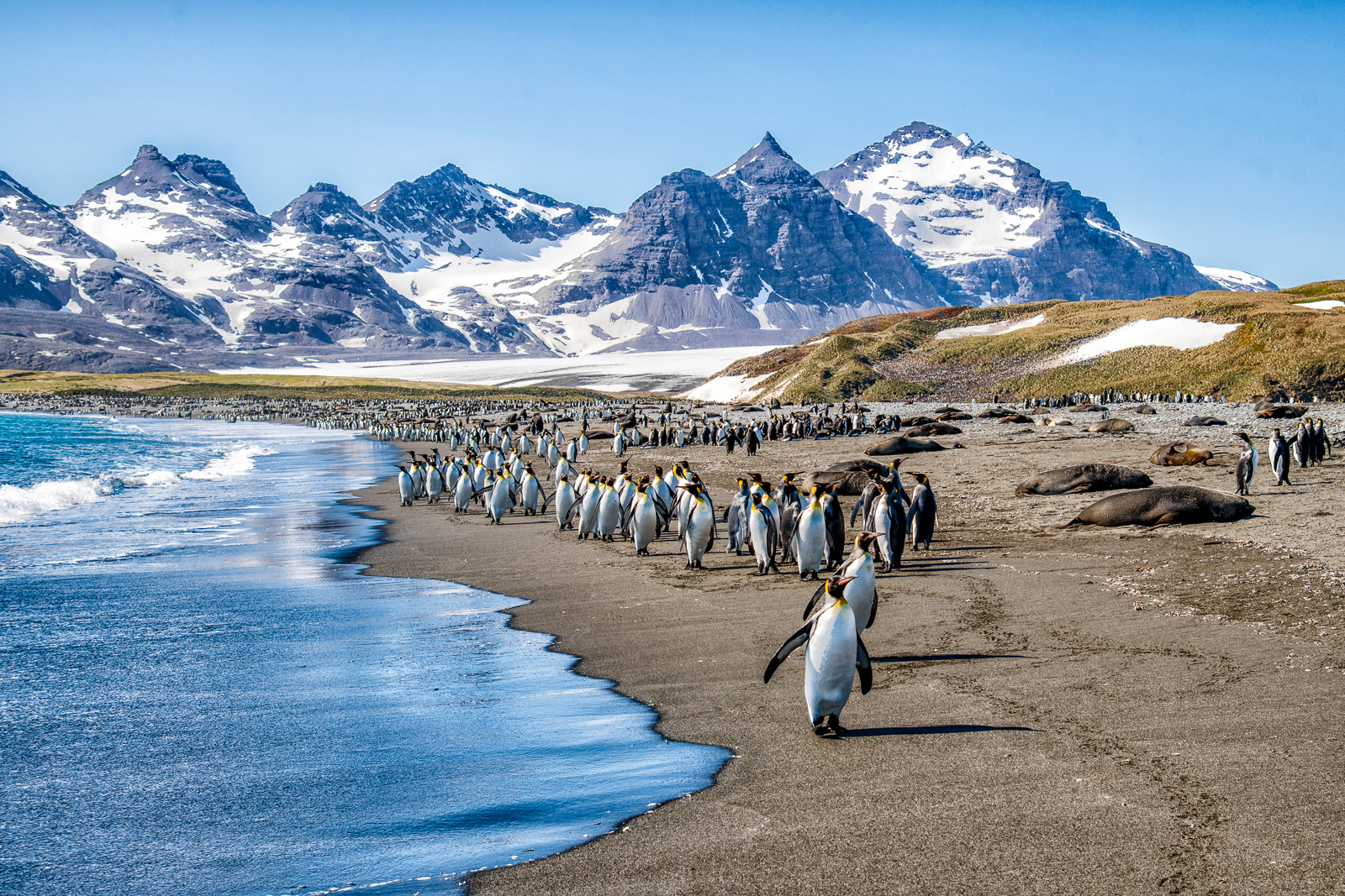 Penguins spotted on the beach in Antarctica from Ponant's Le Boreal cruise ship