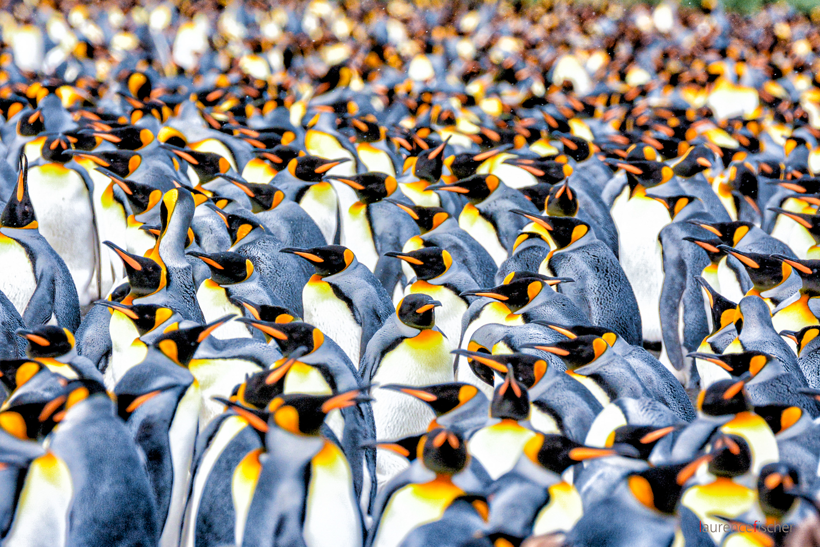 An emperor penguin colony spotted in Antarctic from Ponant's Le Commandant Charcot cruise ship