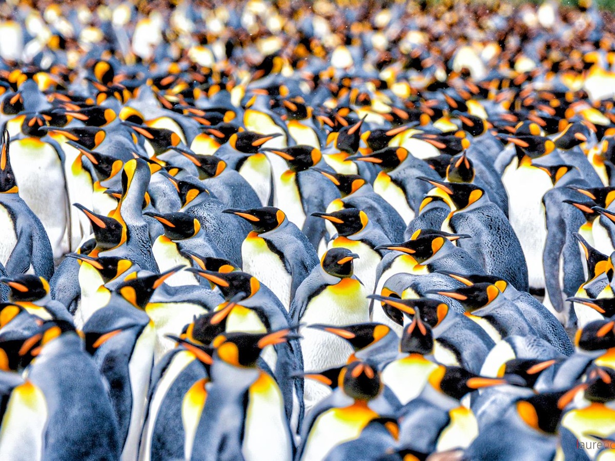 An emperor penguin colony spotted in Antarctic from Ponant's Le Commandant Charcot cruise ship