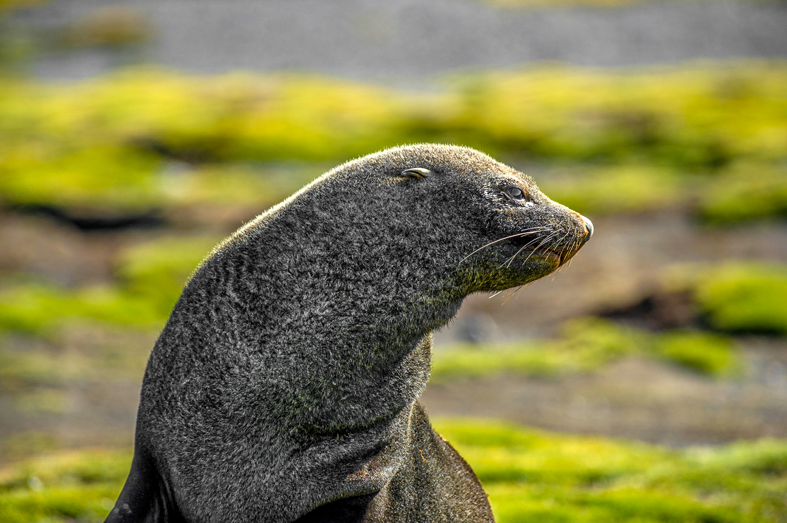 A seal spotted in Antarctica during a cruise on Ponant's Le Commandant Charcot
