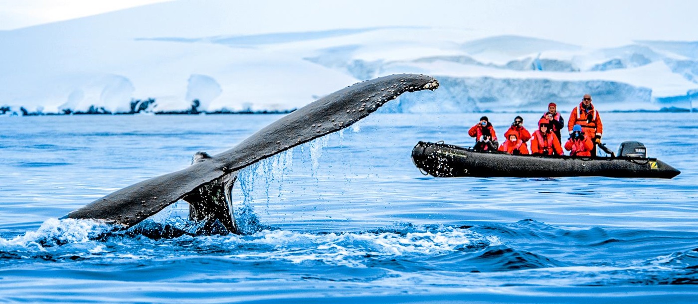 A whale spotted breaching Antarctic waters in a zodiac from Ponant's Le Commandant Charcot cruise ship