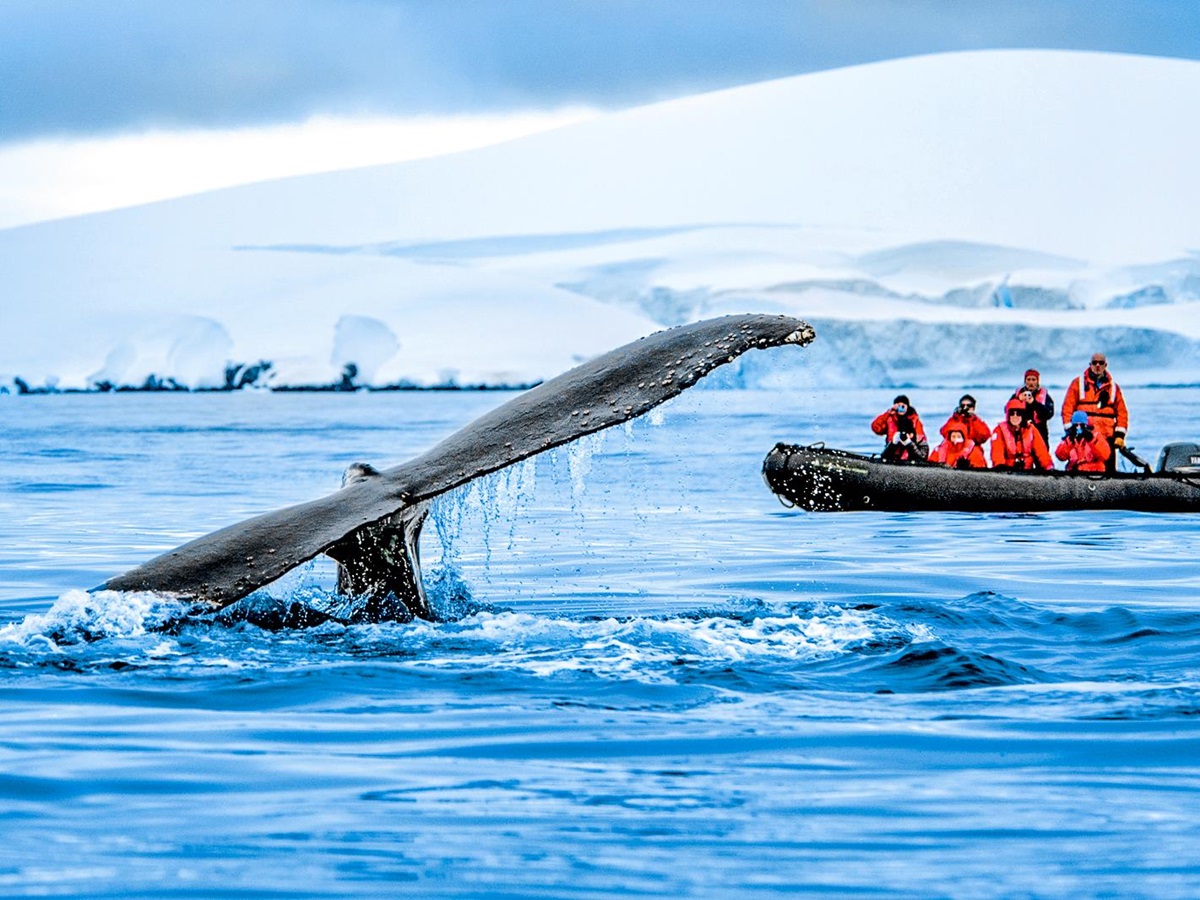 A whale spotted breaching Antarctic waters in a zodiac from Ponant's Le Commandant Charcot cruise ship