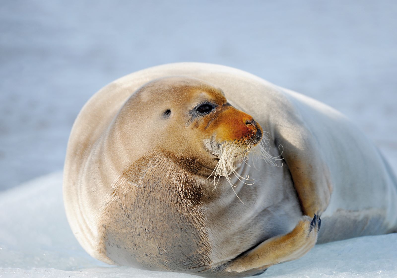 Bearded seal spotted in Antarctica from Ponant's Le Lyrial cruise ship