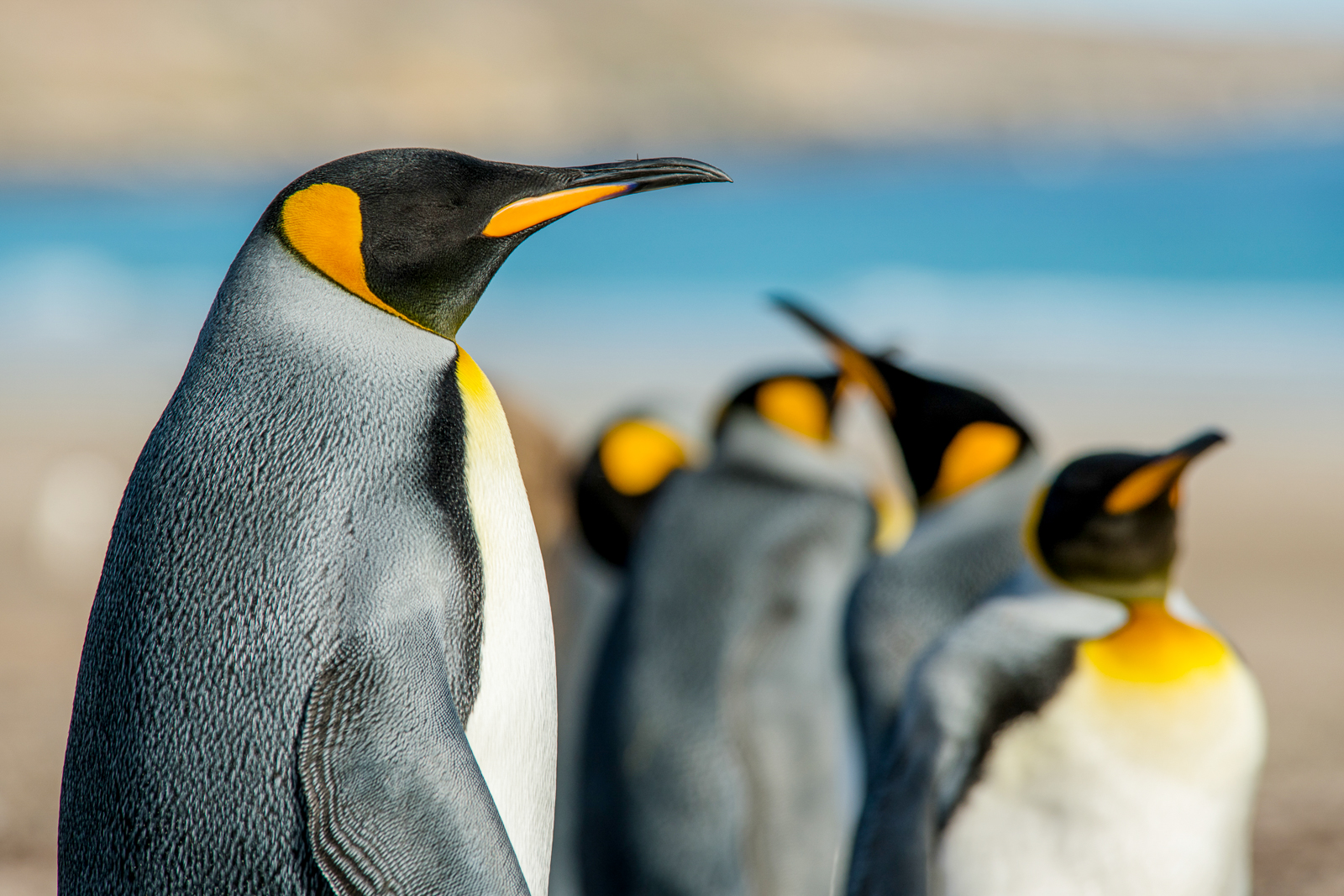 Emperor penguins viewed on an Antarctic cruise aboard Ponant's Le Lyrial