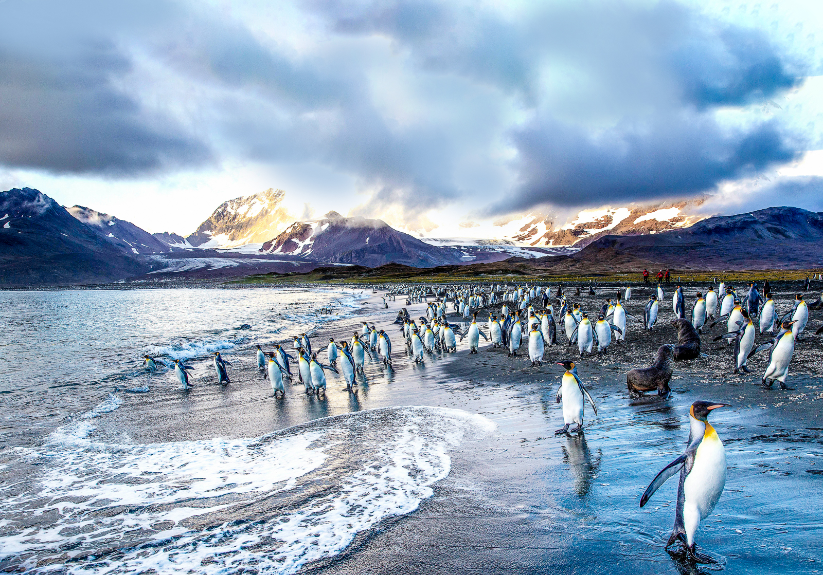 Penguins on the beach in Antarctica spotted from Ponant's Le Lyrial cruise ship