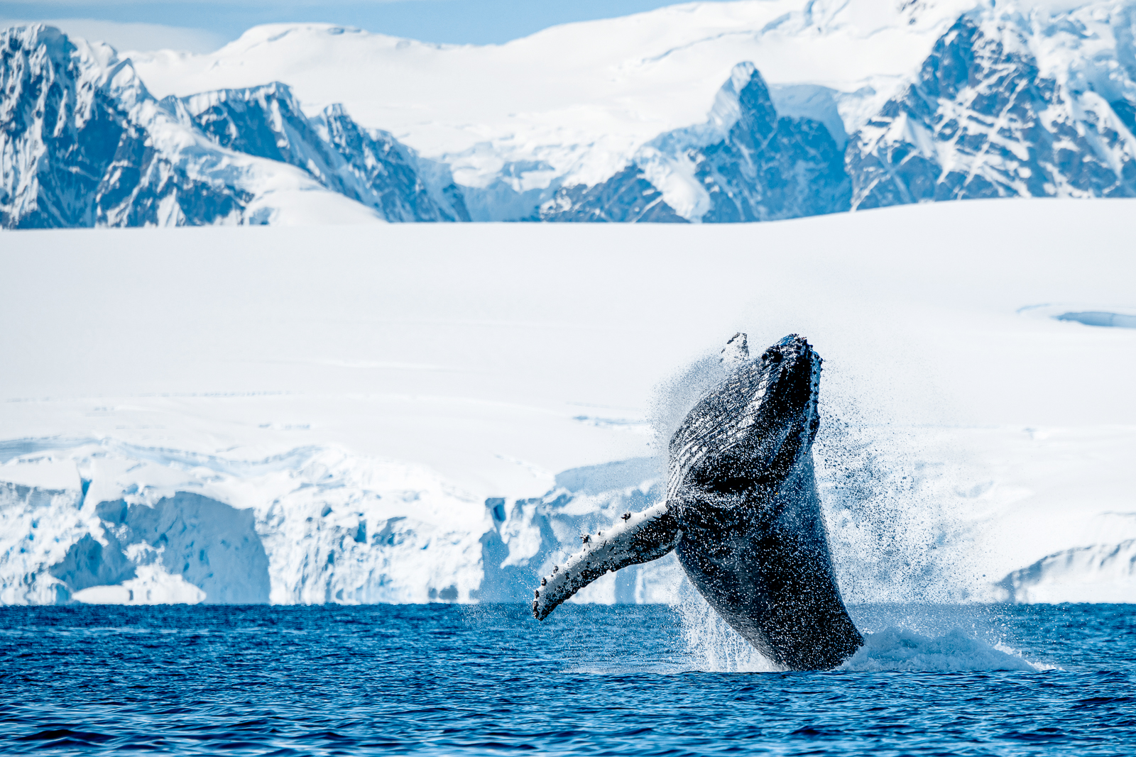 A whale breaching the waters of Antarctica viewed from Ponant's Le Lyrial cruise ship