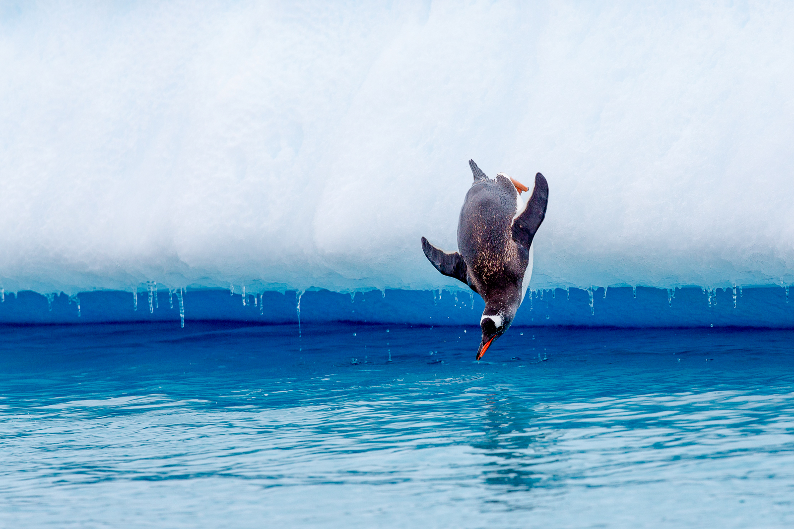 A penguin diving into the sea near the SIlver Cloud cruise ship in Antarctica