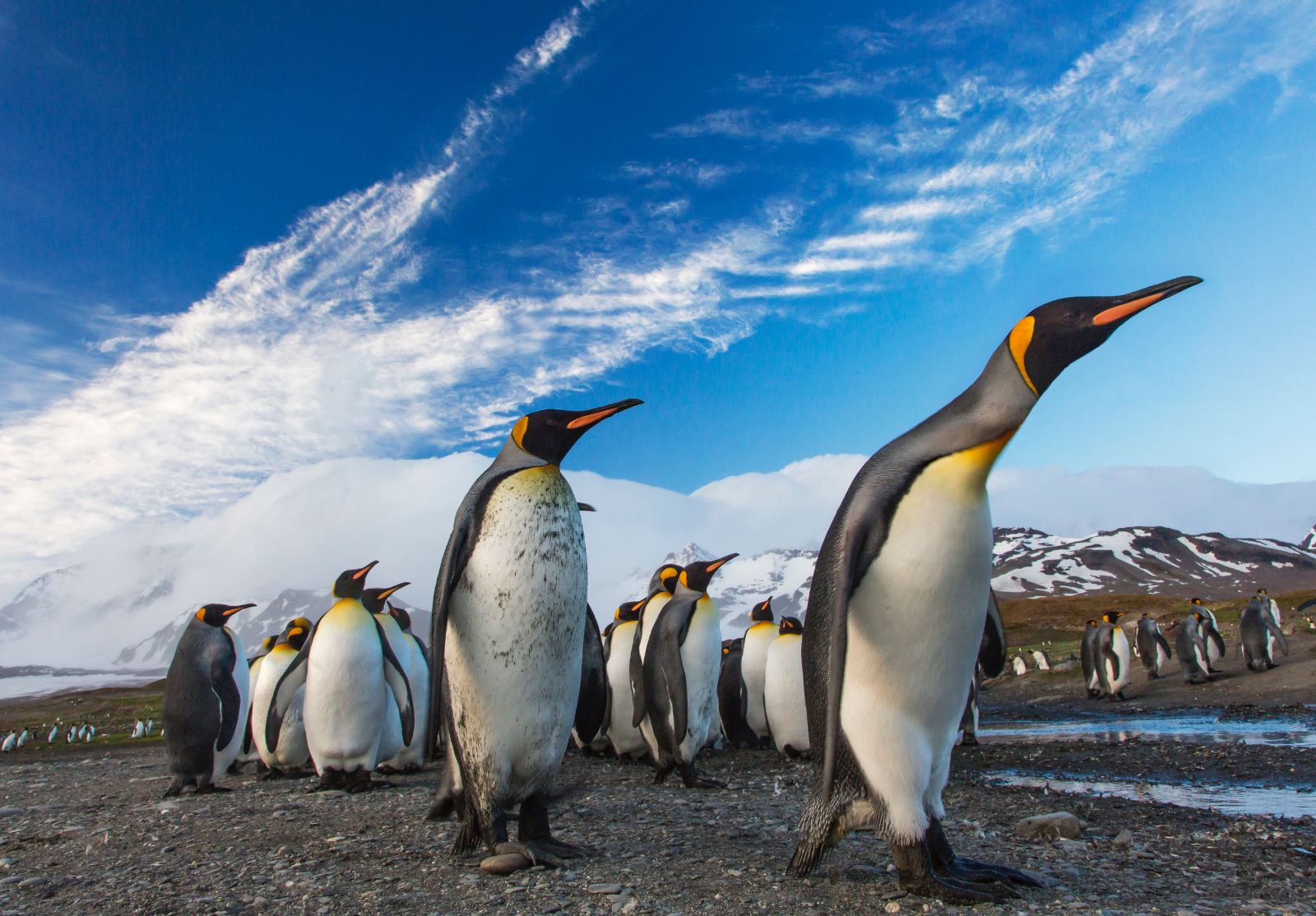 Group of Emperor penguins marching along a beach in Antractica