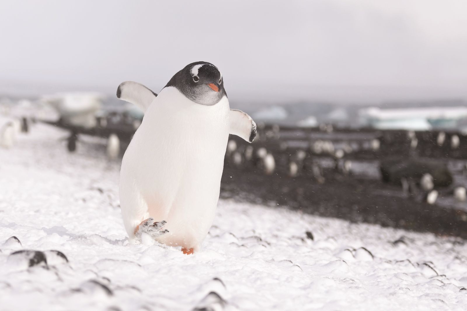 An adelie penguin on the snow seen on an excursion from the Silver Endeavour in Antarctica