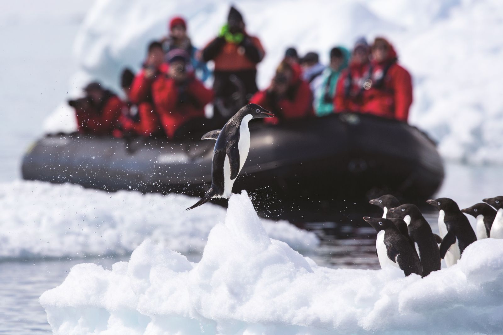 Guests observing penguins from a Silver Endeavour Zodiac in Antarctica