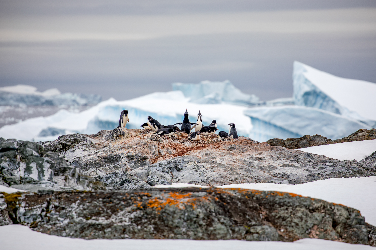 Adelie penguins spotted in Antarctica from Aurora Expeditions' Sylvia Earle cruise ship