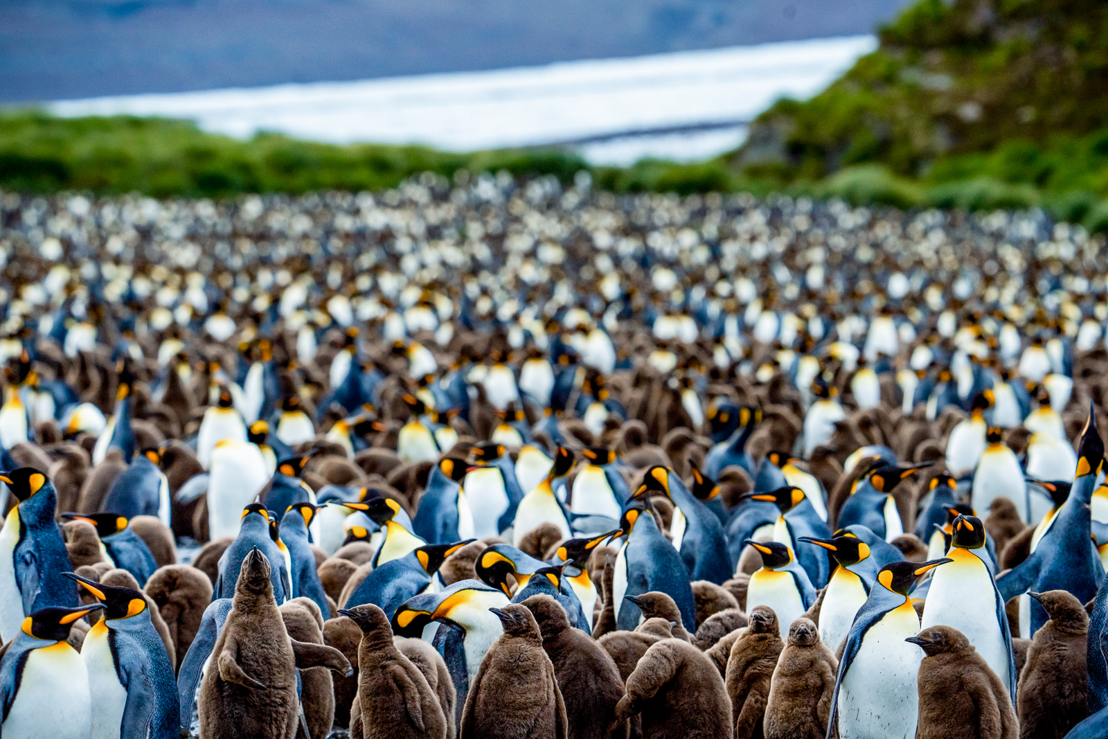 A colony of king penguins in South Georgia viewed by guests of Aurora Expeditions' Sylvia Earle cruise ship