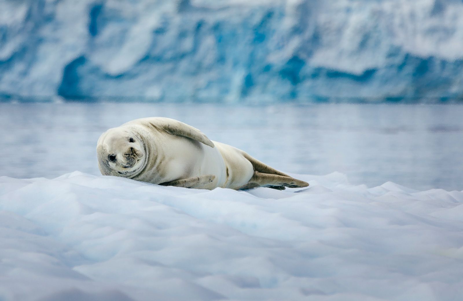 A crabeater seal on an iceberg in Antarctica
