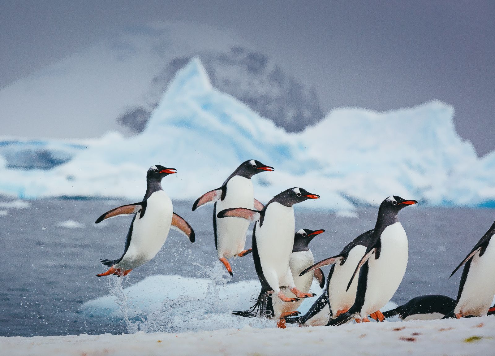 Gentoo penguins seen from the Ultramarine cruise ship in Antarctica