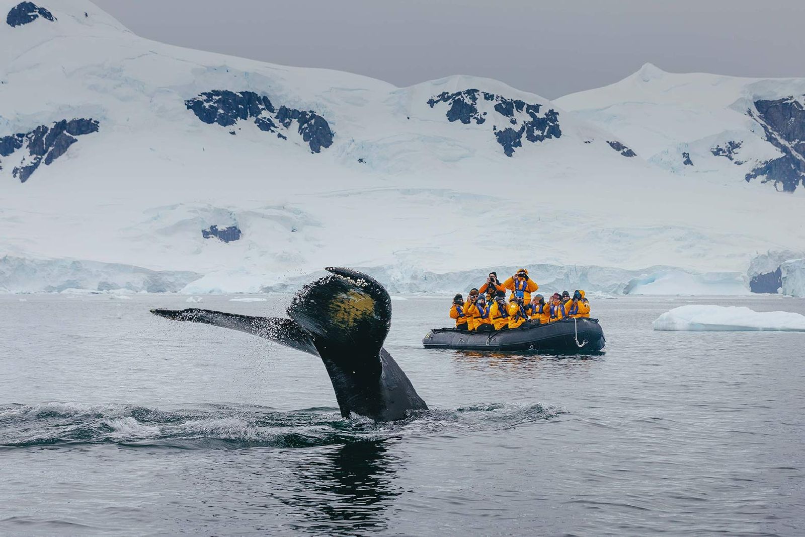 Quark travellers spotting a whale from a Zodiac in Antarctica