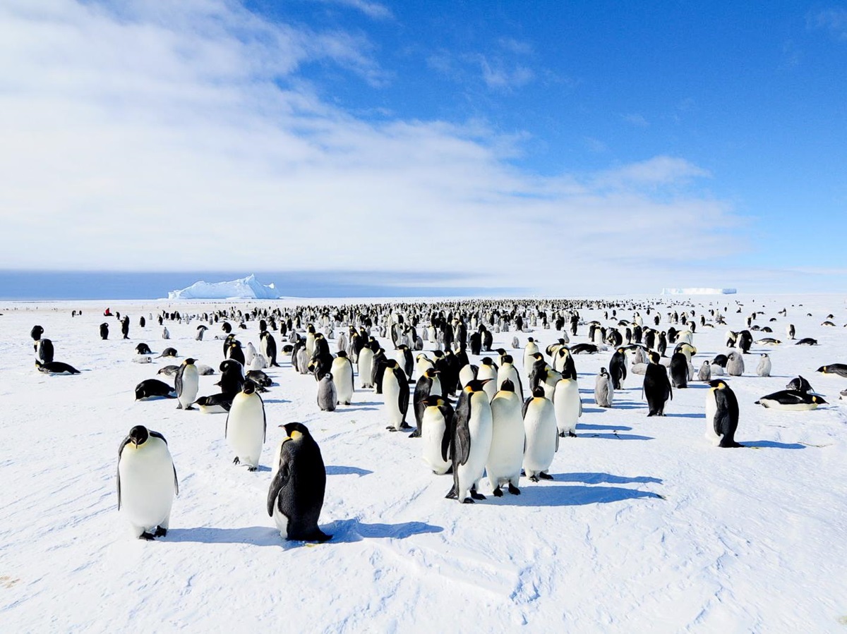 A colony of penguins in Antarctica viewed by guests of Echo camp by White Desert