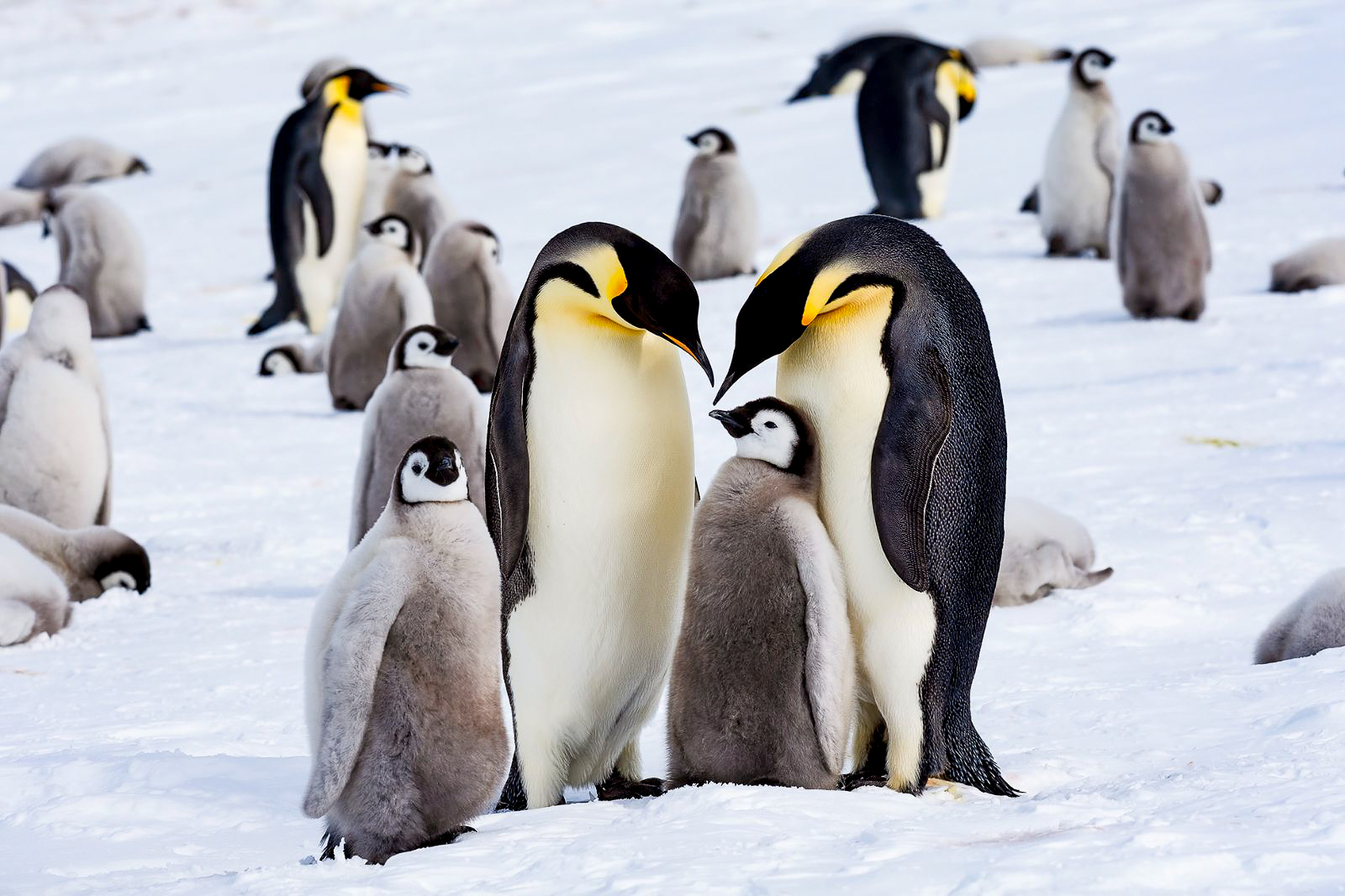 Penguins in Antarctica visited by guests of Whichaway camp by White Desert