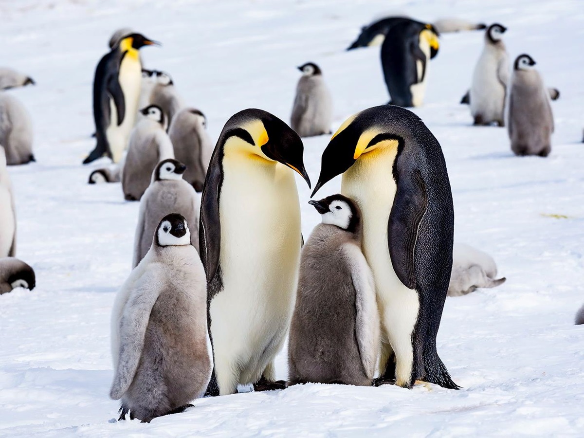 Penguins in Antarctica visited by guests of Whichaway camp by White Desert