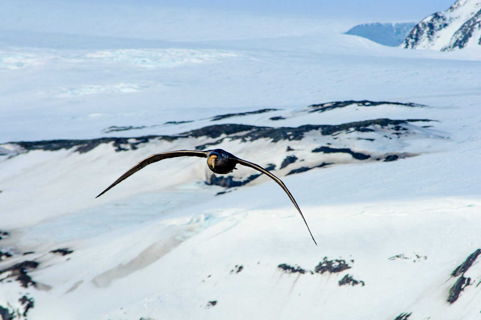 A bird in flight over an Antarctic landscape