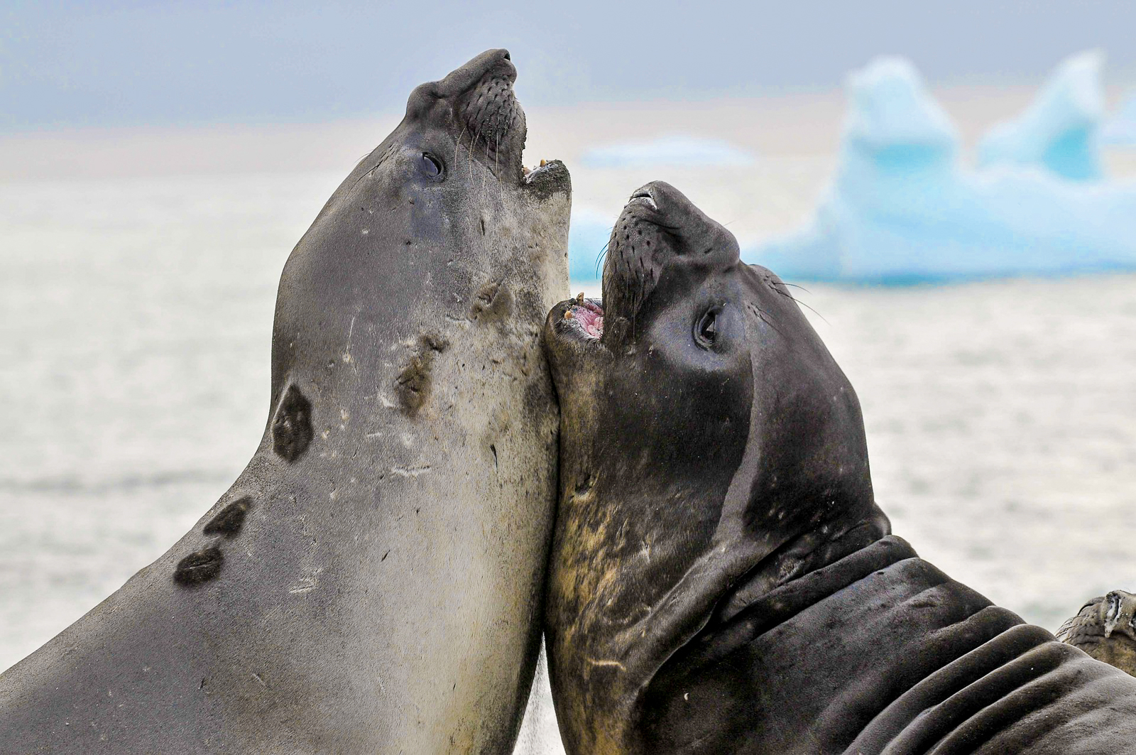Two elephant seals spotted in Antarctica