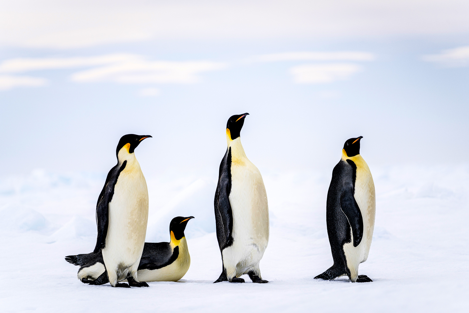 Emperor penguins spotted in Antarctica from a Ponant cruise ship