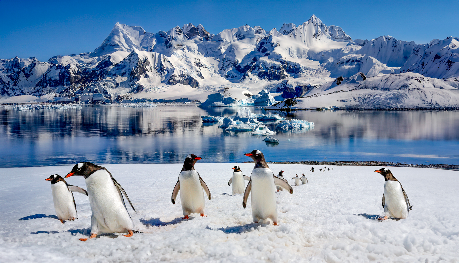 Gentoo penguins photographed in Antarctica