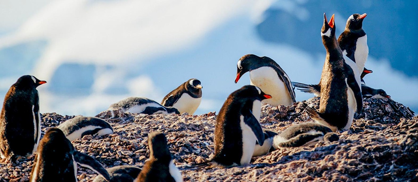 Gentoo penguins spotted in Antarctica