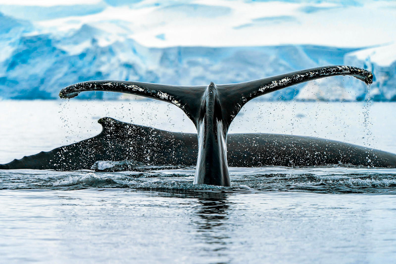 A minke whale spotted in Antarctica