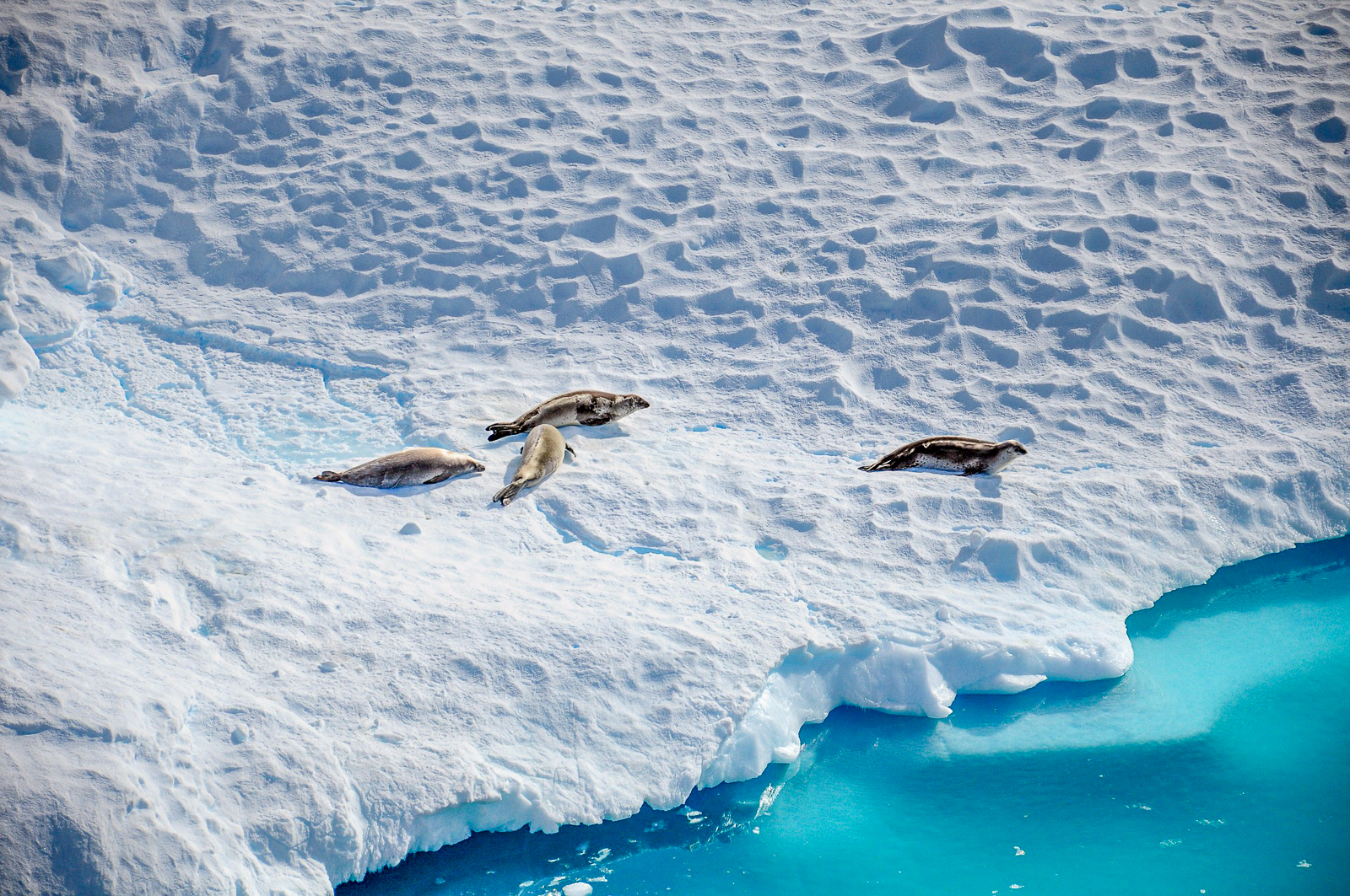 Seals spotted on the ice in Antarctica