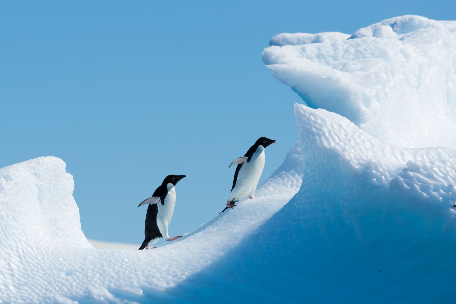 Adelie penguins scaling an iceberg in Antarctica