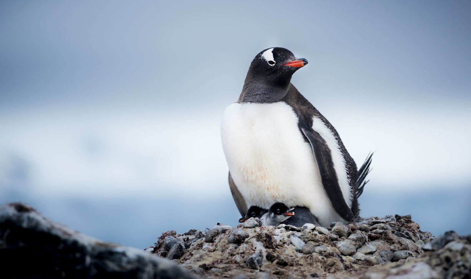 Gentoo penguin on a nest with chicks in Antarctica