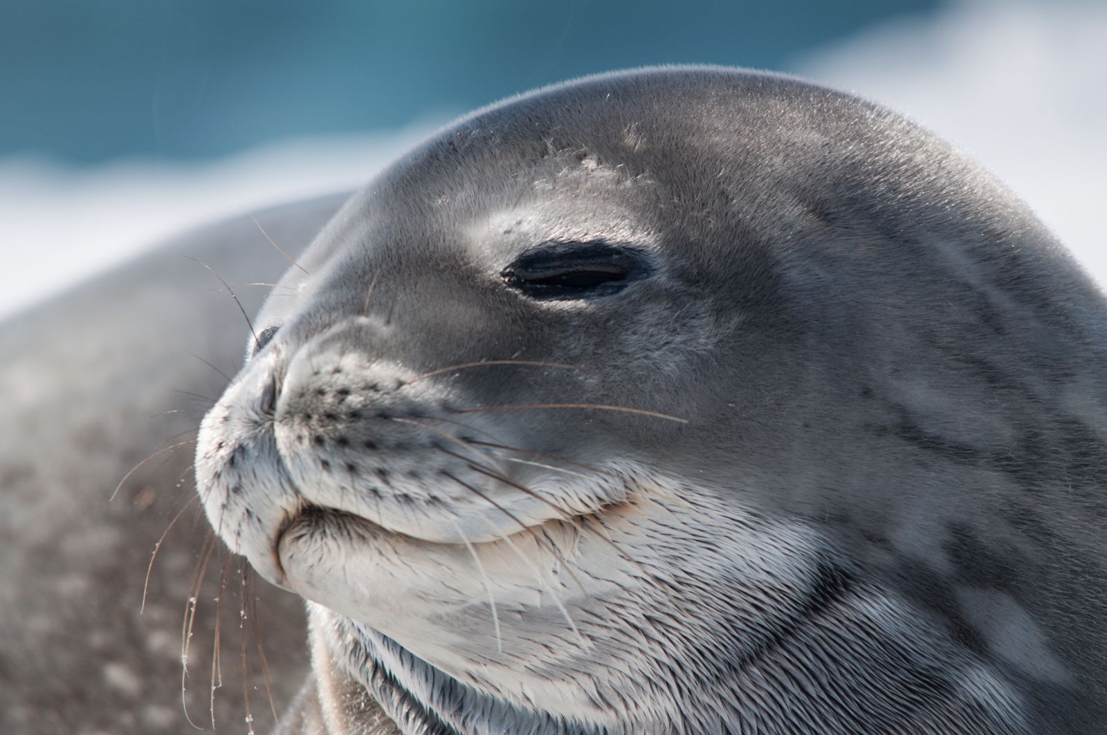 Close up image of leopard seal in Antarctica