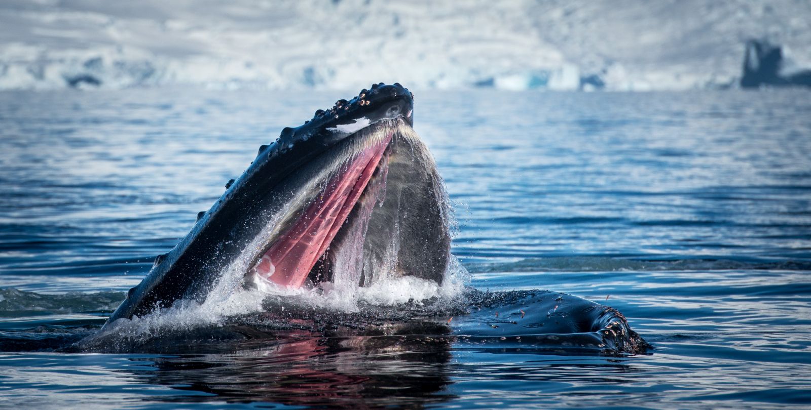 Humpback whale breaking the surface of the water in Antarctica