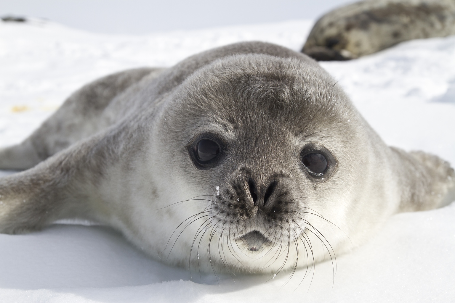 Baby seal pup in Antarctica