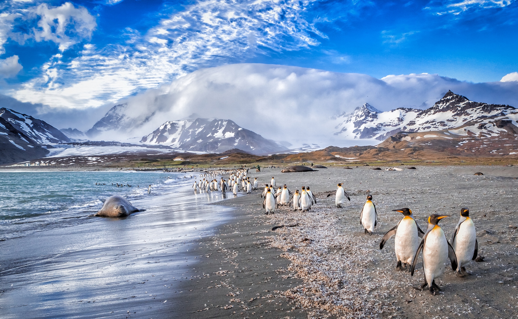 Penguins and walrus on beach in the Antarctic