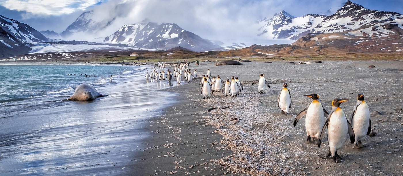 Penguins and walrus on beach in the Antarctic