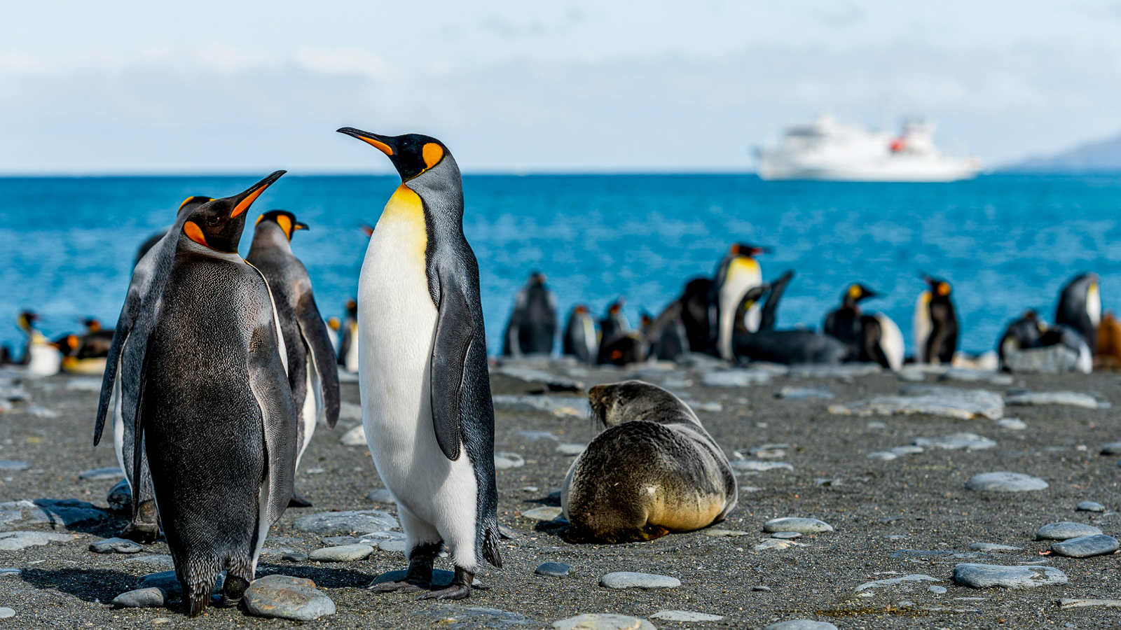 A colony of penguins on the Falkland Islands