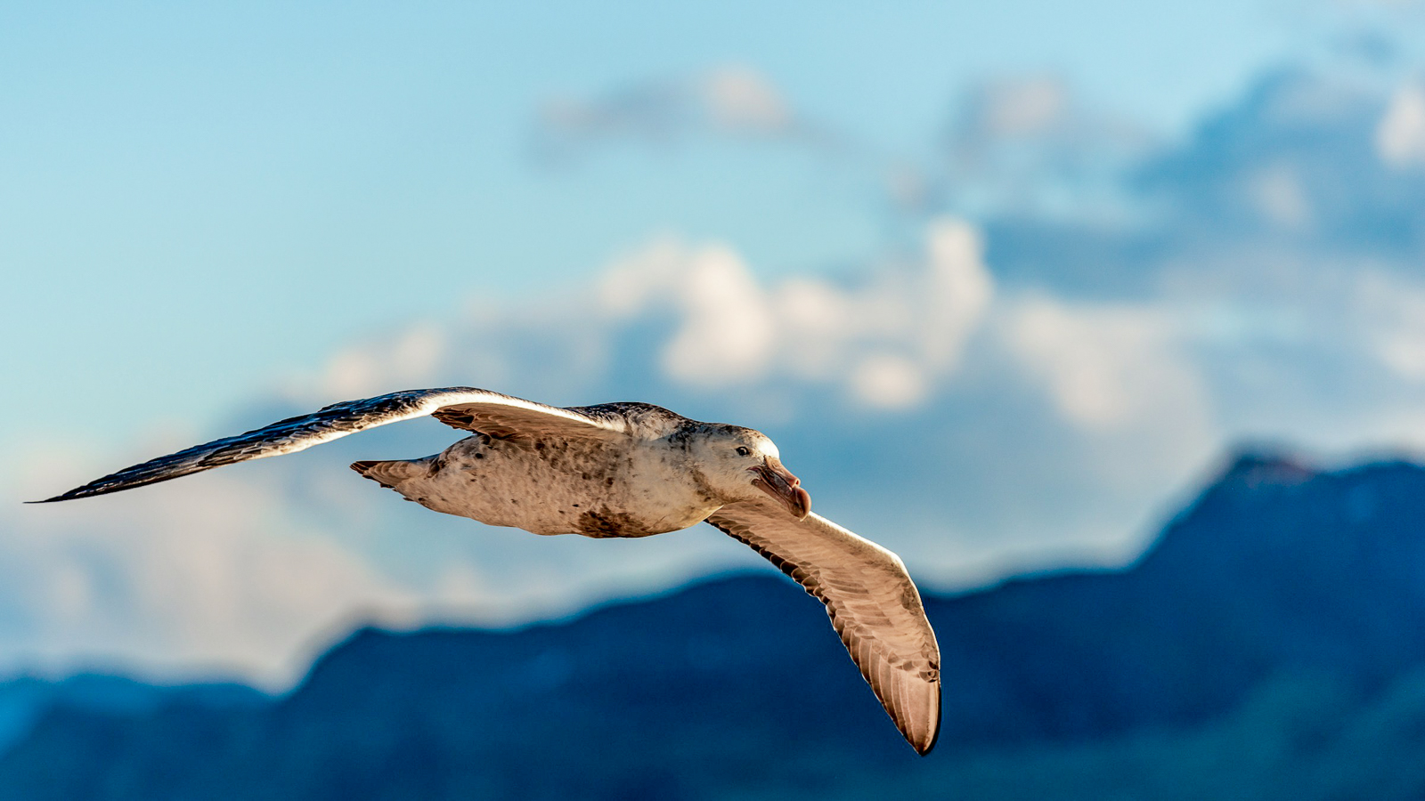 A petrel flying over the Falkland Islands