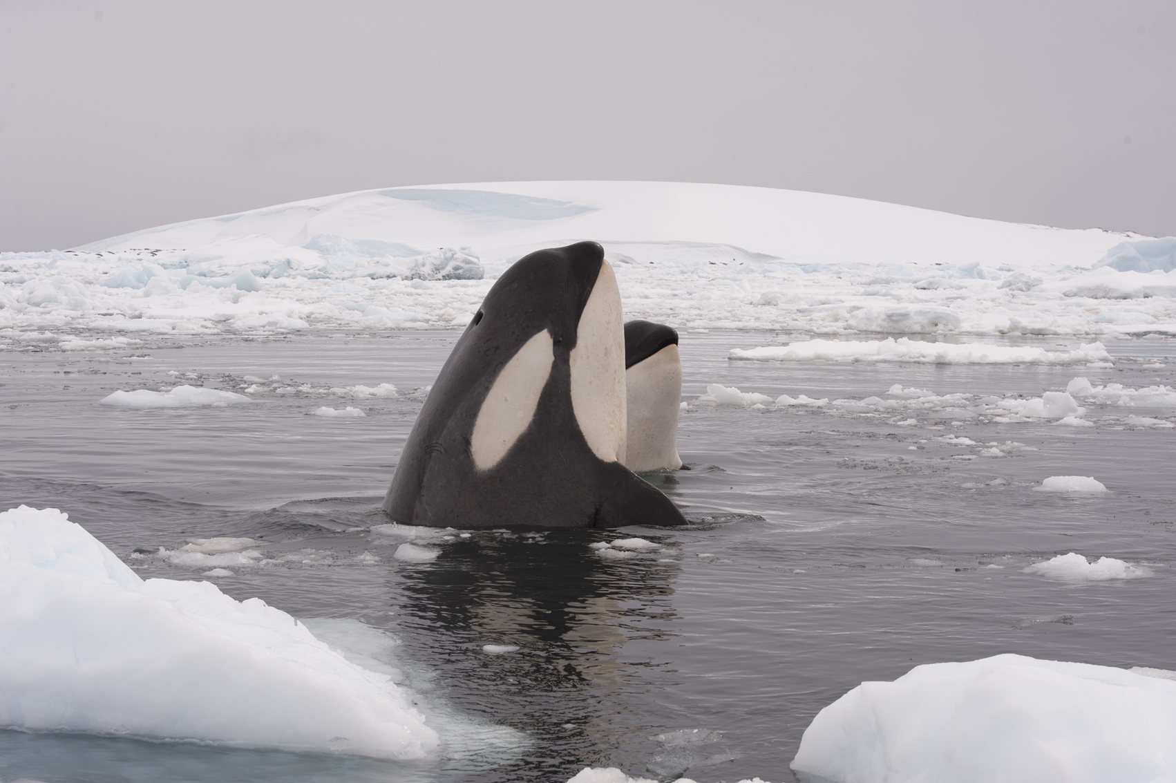 Killer whales in the Antarctic