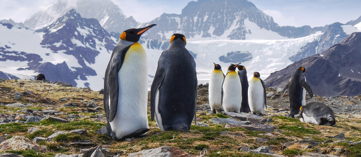 King penguins spotted in Antarctica