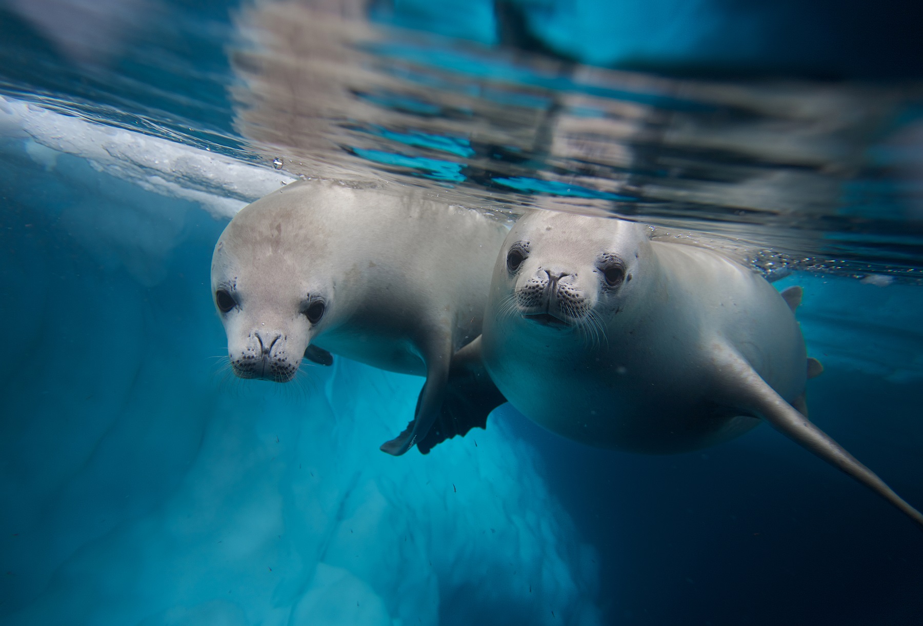 Seals swimming underwater 