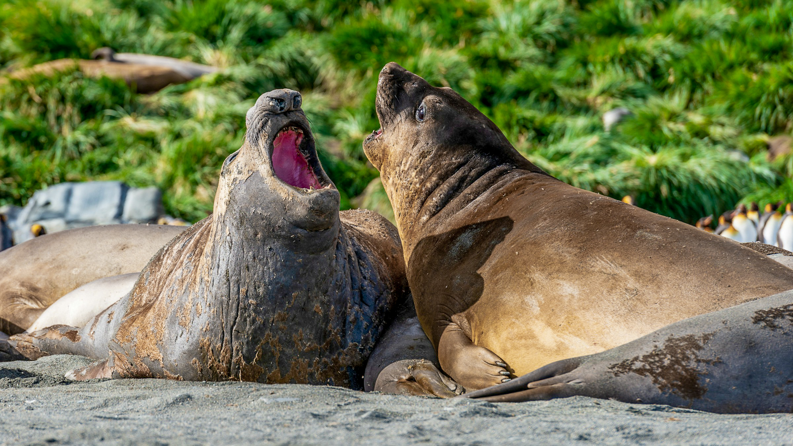 Elephant Seals on Elephant Island in South Georgia
