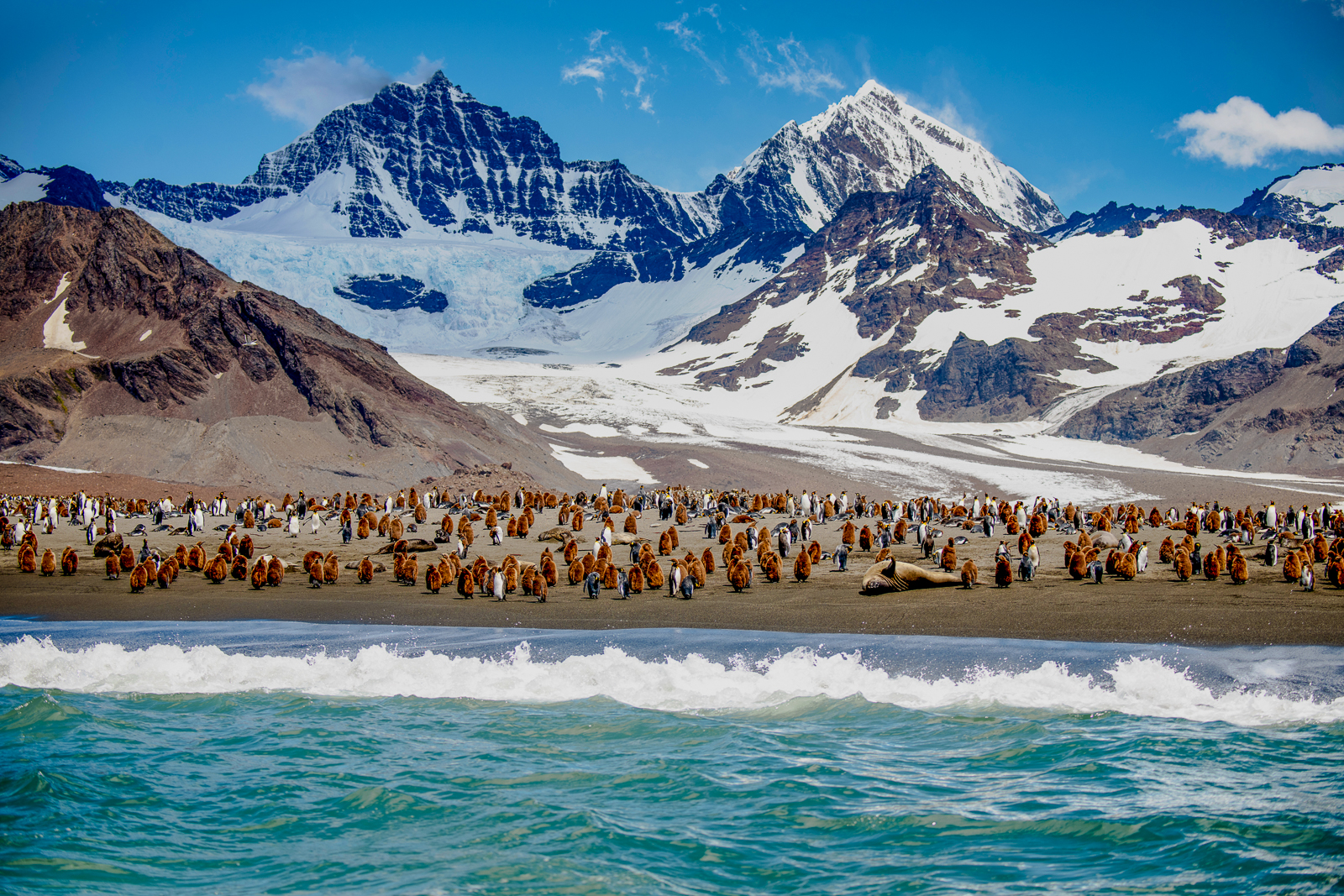 A penguin colony on the coast of South Georgia, Antarctica