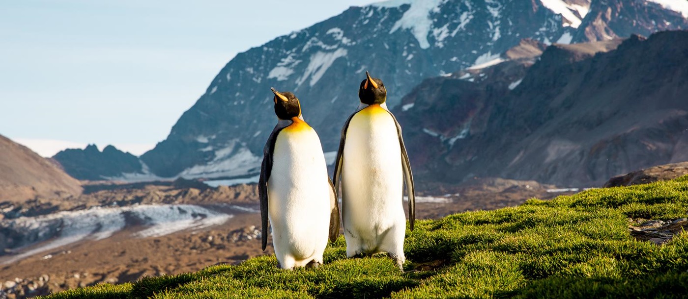 A couple of penguins spotted in South Georgia, Antarctica
