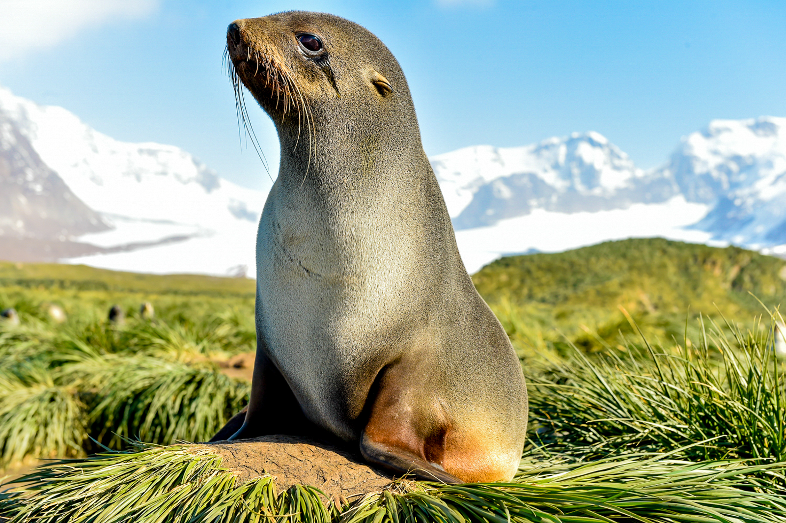 A seal spotted in South Georgia, Antarctica